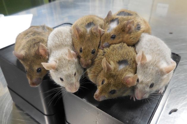 Ωάρια ποντικιών δημιουργήθηκαν για πρώτη φορά στο εργαστήριο